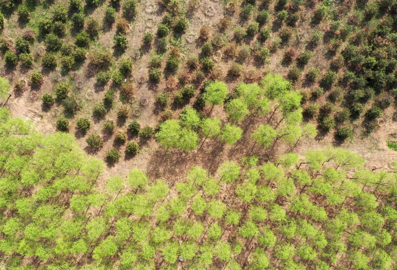 無人機技術在現代林業(yè)工作方面的應用(圖5)