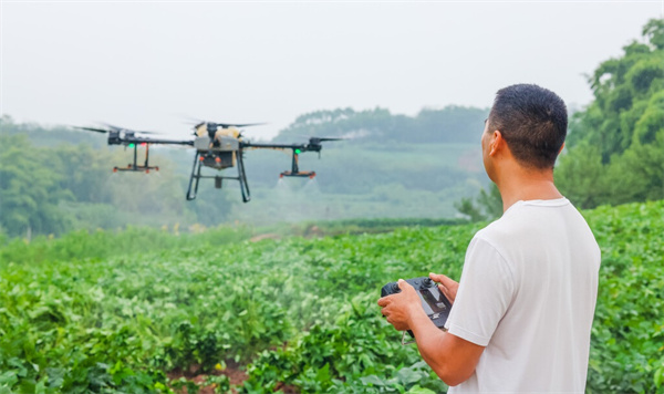 自貢市貢井區(qū)：植保無人機助力病蟲害防治(圖1)